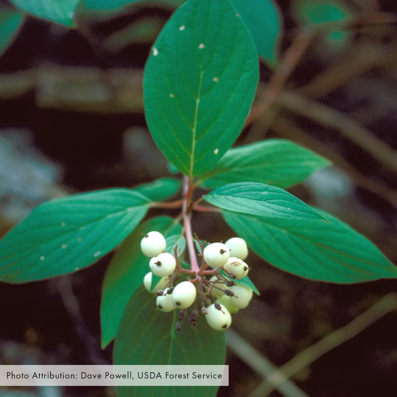 Bare Root Red-osier Dogwood (Cornus sericea)