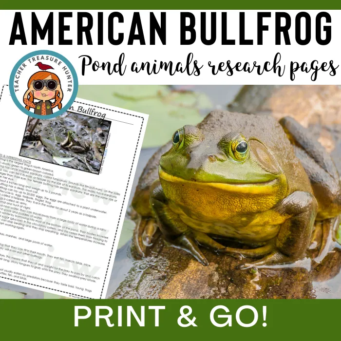 Bullfrog Animal Research Pages for pond study and writing activity