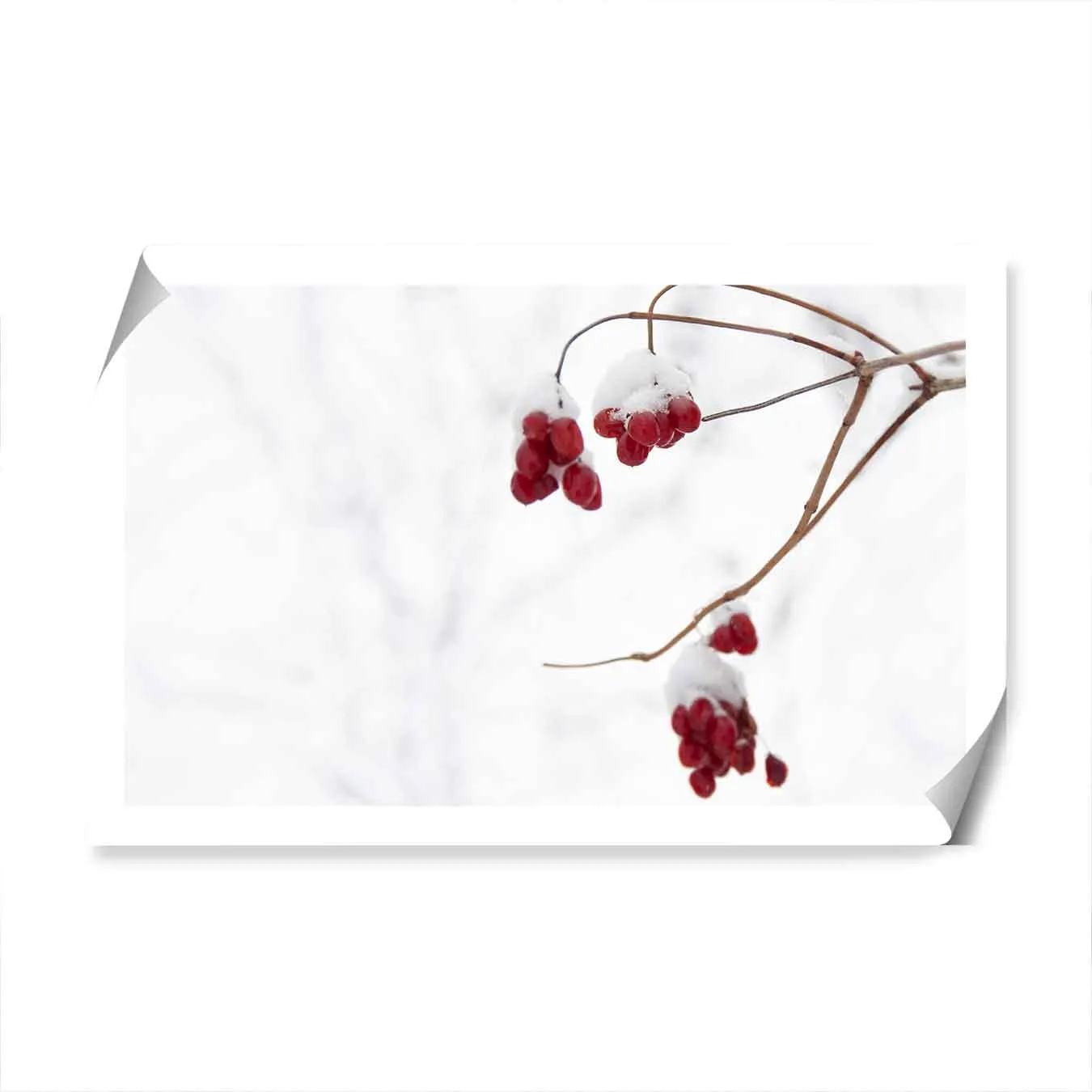 Christmas Berries Wall Art Print