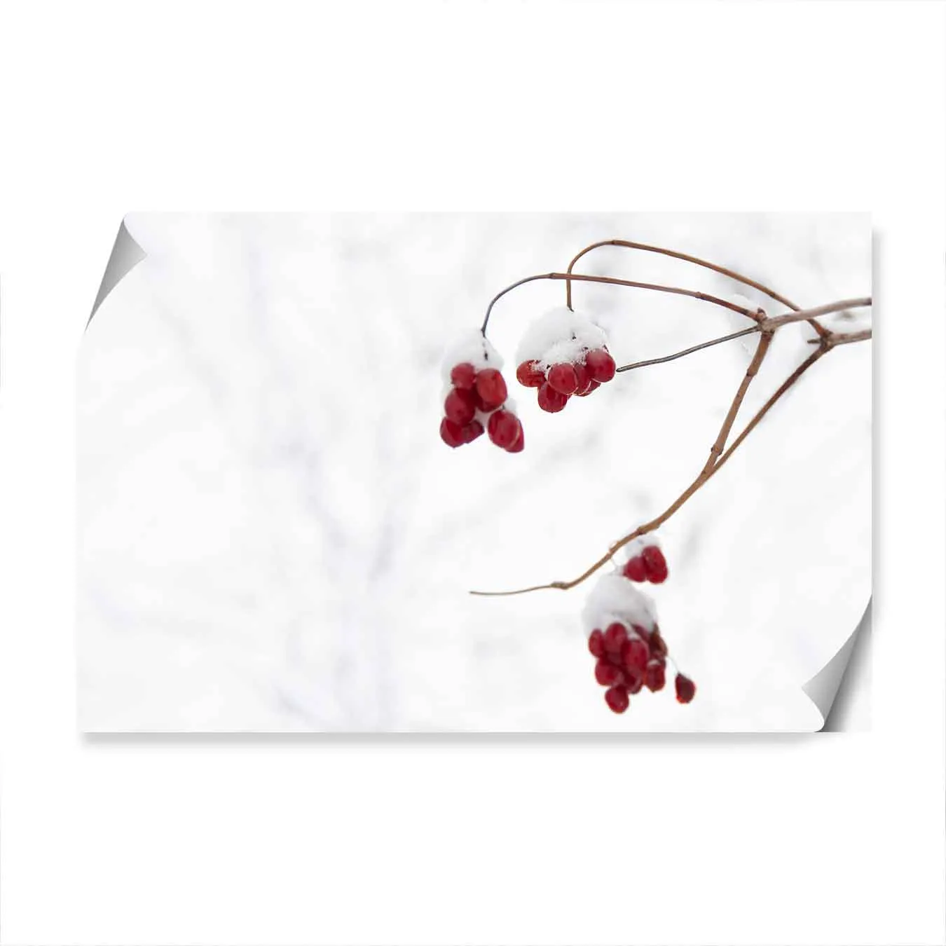 Christmas Berries Wall Art Print