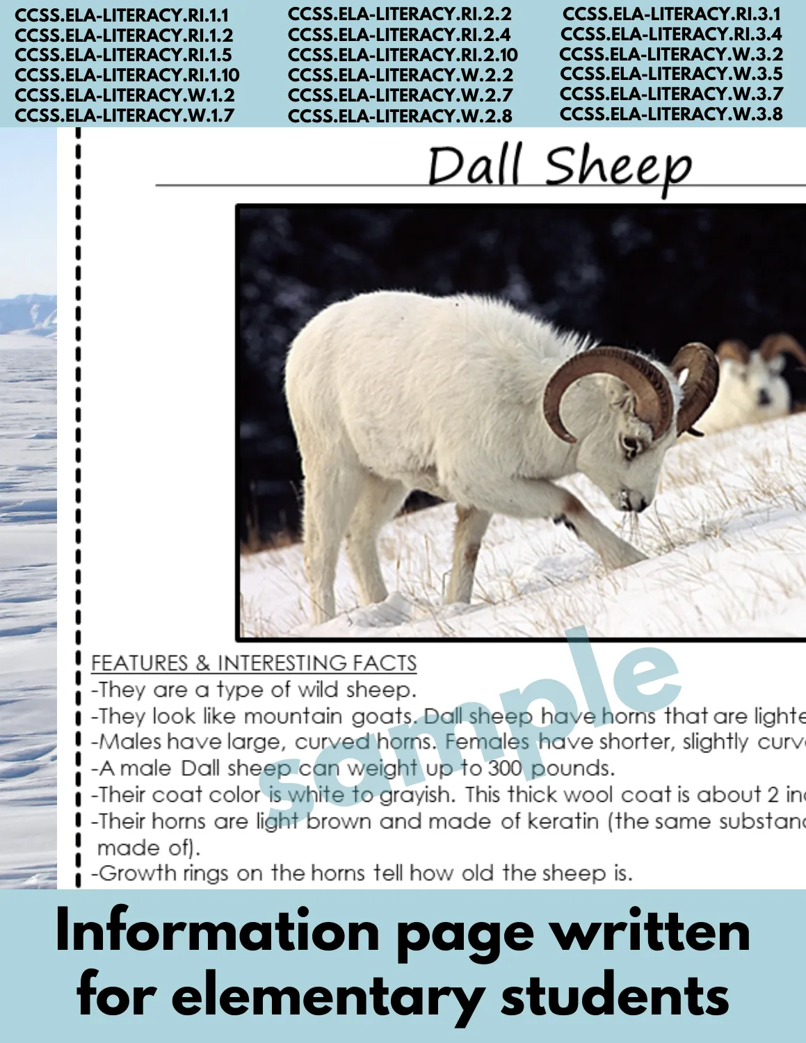 Dall Sheep Animal Research Pages for Arctic Animal reports