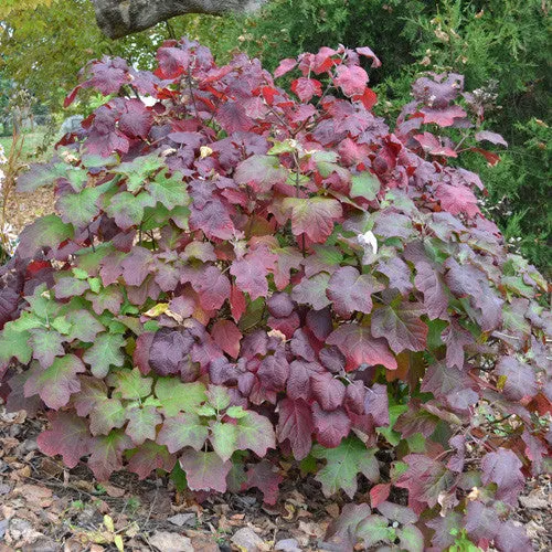 Oakleaf Hydrangea (Hydrangea quercifolia)